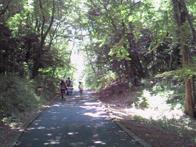 森林公園の中の山道